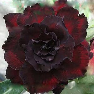 ADENIUM OBESUM DESERT ROSE "Black Bird"