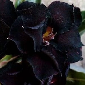ADENIUM OBESUM DESERT ROSE "Black (Gothic) Panther"