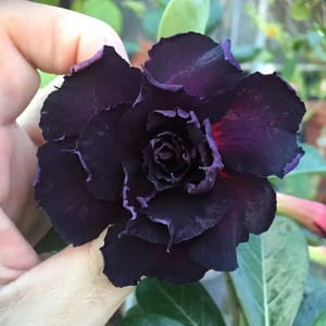 ADENIUM OBESUM DESERT ROSE "Black Swan"