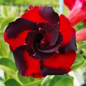 ADENIUM OBESUM DESERT ROSE "Black Swirl"