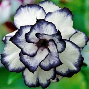 ADENIUM OBESUM DESERT ROSE "Black Tie"