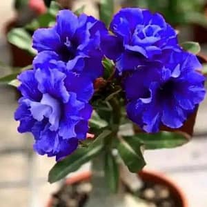 ADENIUM OBESUM DESERT ROSE "Blue White"