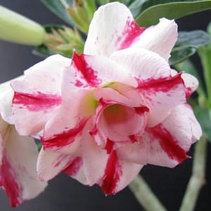 ADENIUM OBESUM DESERT ROSE "Bonanza"