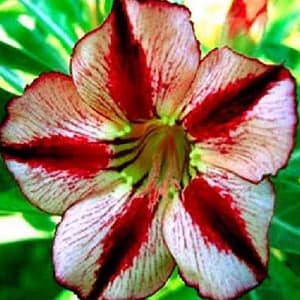 ADENIUM OBESUM DESERT ROSE "Bondy Red"