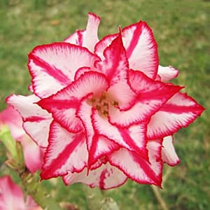 ADENIUM OBESUM DESERT ROSE "Butterfly"