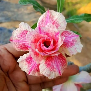 ADENIUM OBESUM DESERT ROSE "Candy Floss"