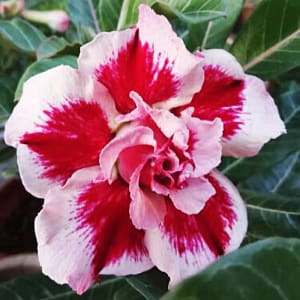 ADENIUM OBESUM DESERT ROSE "Chokunmuay"