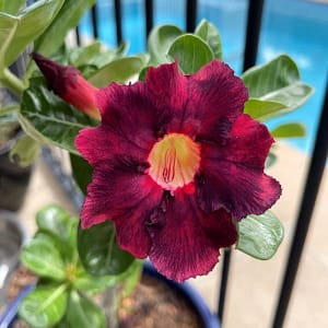 ADENIUM OBESUM DESERT ROSE "Crimson Red"