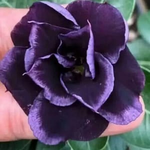 ADENIUM OBESUM DESERT ROSE "Dark Purple"