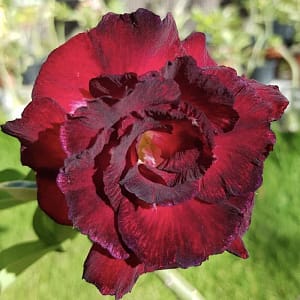 ADENIUM OBESUM DESERT ROSE "Deep Red"