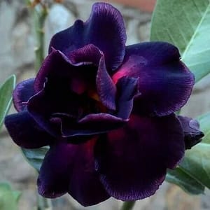 ADENIUM OBESUM DESERT ROSE "Diamond Violet"