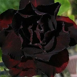 ADENIUM OBESUM DESERT ROSE "Double Blackfire"