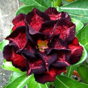 ADENIUM OBESUM DESERT ROSE "Double Maroon King"