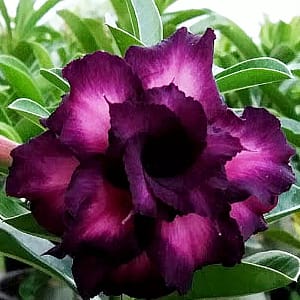 ADENIUM OBESUM DESERT ROSE "Double Siam Violet"