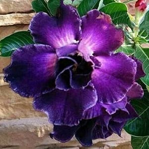 ADENIUM OBESUM DESERT ROSE "Double Violet"