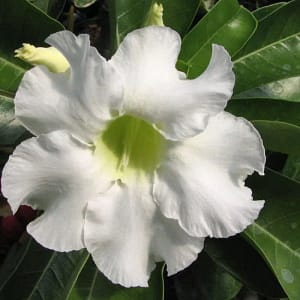 ADENIUM OBESUM DESERT ROSE "Eden's White"