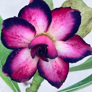 ADENIUM OBESUM DESERT ROSE "Fairy Dust"
