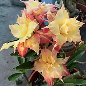 ADENIUM OBESUM DESERT ROSE "Fresh Lady"