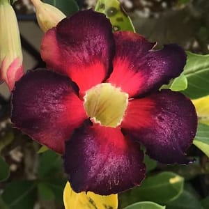 ADENIUM OBESUM DESERT ROSE "Full Moon"