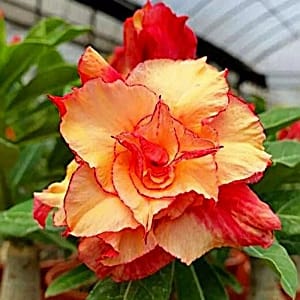 ADENIUM OBESUM DESERT ROSE "Gold King"
