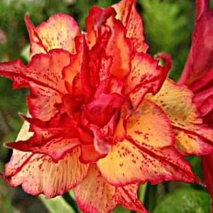 ADENIUM OBESUM DESERT ROSE "Gold Red"