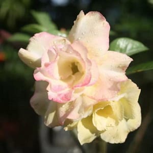 ADENIUM OBESUM DESERT ROSE "Happy Gold"
