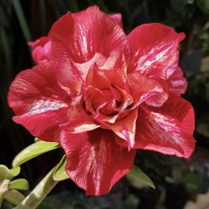 ADENIUM OBESUM DESERT ROSE "Julius Caesar"