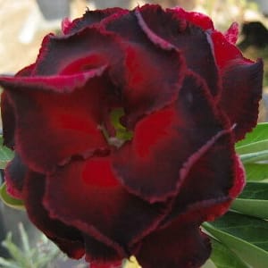 ADENIUM OBESUM DESERT ROSE "Lucknirun"