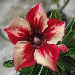ADENIUM OBESUM DESERT ROSE "Maneechay"