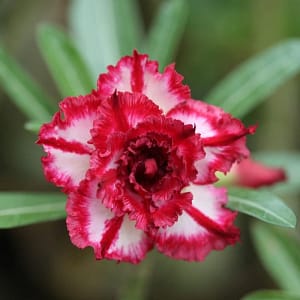 ADENIUM OBESUM DESERT ROSE "Mary Poppins"