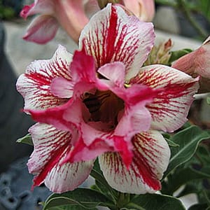 ADENIUM OBESUM DESERT ROSE "Mintra"