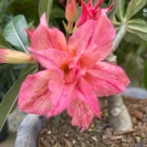 ADENIUM OBESUM DESERT ROSE "Orange Blossom"