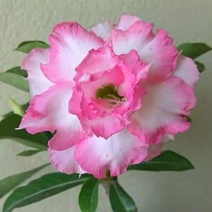 ADENIUM OBESUM DESERT ROSE "Pink Blush"