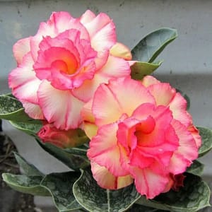 ADENIUM OBESUM DESERT ROSE "Pink Diamond"