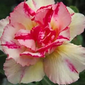 ADENIUM OBESUM DESERT ROSE "Pink Gold"