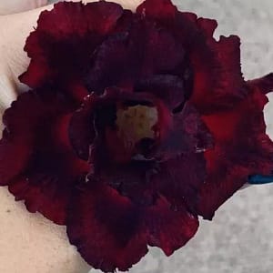 ADENIUM OBESUM DESERT ROSE "Prize Plum"